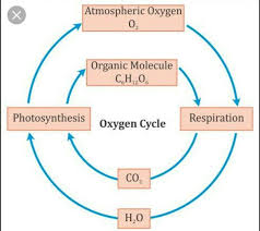 Draw Flow Diagram Of Oxygen Cycle Brainly In