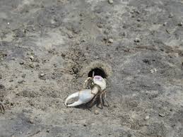 atlantic sand fiddler crab