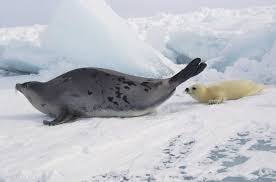 what foods do harp seals eat sciencing