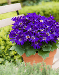 senetti violet spring garden colours