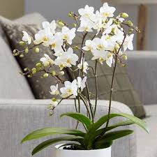 Ensure that plants do not go too dry when in bud or flower as this can induce the buds to fall. Indoor Plants House Plants Office Plants From Crocus