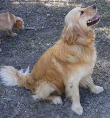miniature golden retriever dog breed