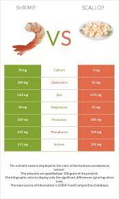 shrimp vs scallop in depth
