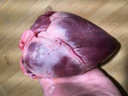 transplanting pig hearts into humans