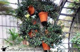 Vertical Garden Plants