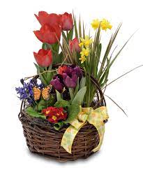 About Spring Bulbs Garden Basket From