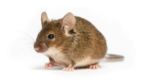 Image result for mice
