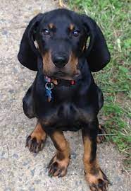This is rowdy, our black and tan coonhound when he was about two months old. Black And Tan Coonhound Dog Breed Information And Pictures