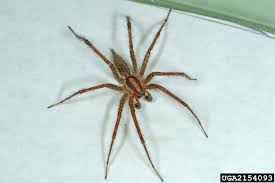 Top 20 Spiders Found In Utah Helpful In Identifying Plant