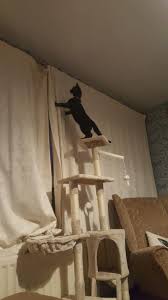 why do cats kittens climb curtains
