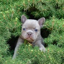 The french bulldog should be on the short list of breeds for anyone who lives without a vast tract of suburban backyard. When Will My French Bulldog S Ears Stand Up Nw Frenchies French Bulldog Breeder In Washington State Northwest Frenchies