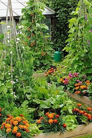 potager garden