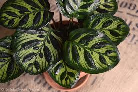 10 Stunning Houseplants That Are Safe