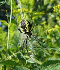 large spider with fluorescent markings