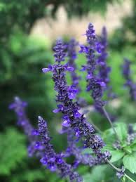 top 20 blue flowers for your garden