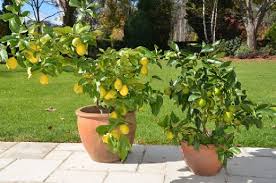 Evde limon ağacı, saksıda limon ağacı yetiştirebilirsiniz. Limon Agaci Bakimi Limon Agaci Bakimi Nasil Yapilir Limon Gen Tr