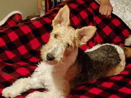 ivy hollow wire fox terriers in