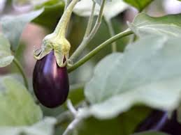 Tips Information About Eggplants