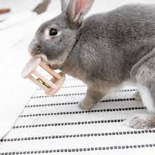 rabbit chew toy