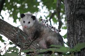 get rid of opossums humane wildlife