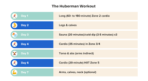 andrew huberman s fitness routine live