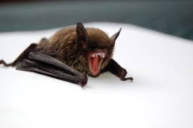 the dangers of bats in your home
