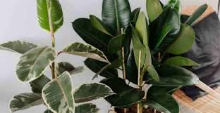 Rubber Tree Plant Care Growing Rubber