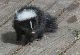 baby skunk images browse 101 873