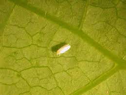 Whitefly Indoors