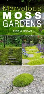 Marvelous Moss Gardens How To Grow