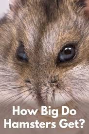 How Big Do Hamsters Get These Numbers May Surprise You