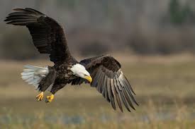 does the bald eagle have any predators