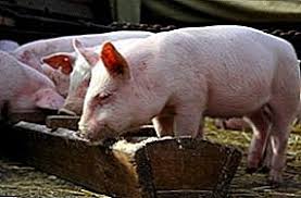 10 cost effective diy pig feeder plans