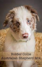 Find dogs and puppies for sale, near you and across australia. Border Collie Australian Shepherd Mix Will This Be Your New Puppy