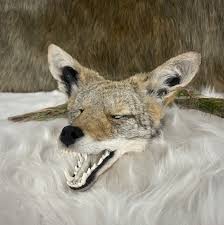 taxidermy coyote head aftcra