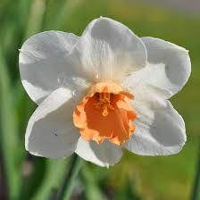 Did you scroll all this way to get facts about large white bulb? Cool Flame Large Cupped Daffodil Narcissus American Meadows