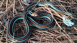 The garter snake is an interesting and often attractive reptile that is sometimes kept as a pet. Brian Gundy Finds San Francisco Garter Snake One Of The Most Rare Beautiful Snakes On The Planet Youtube