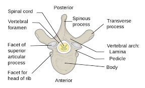 The healthy skeletal system is made up of bones, ligaments, and cartilage. Vertebra Wikipedia