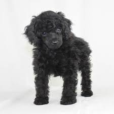 black poodles black poodle puppies