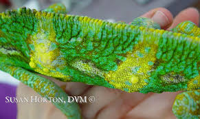 veiled chameleon care chicago exotics
