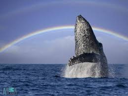 whale wallpapers hd desktop and