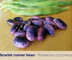 scarlet runner bean facts and health
