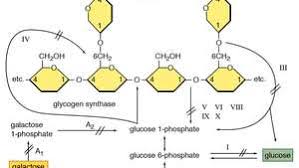 Carbohydrates, the body's main source of energy, aren't created equal. Glycogenolysis Biochemistry Britannica
