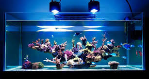 Led Aquarium Lighting In A Reef Tank How To Select The Right One Aquariumstoredepot