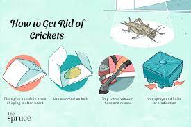 How to Deal With Crickets in Your House