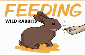 feeding wild rabbits the do s and don ts