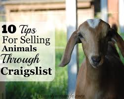 Technically, craigslist prohibits the sale of animals on its platform; Selling Animals On Craigslist
