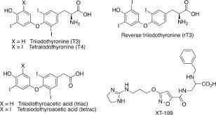 l thyroxine an overview