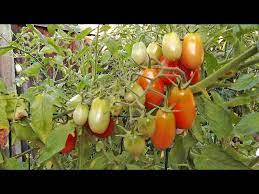 Your Tomatoes From Birds And Rodents
