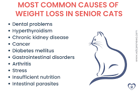 old cat losing weight causes and